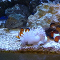 Clownfish and Anemone 