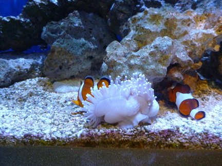 Clownfish and Anemone 