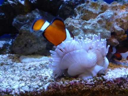 Closer look at that clownfish pushing into the anemone