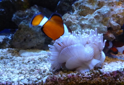 Closer look at that clownfish pushing into the anemone