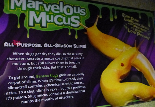Banana Slug information