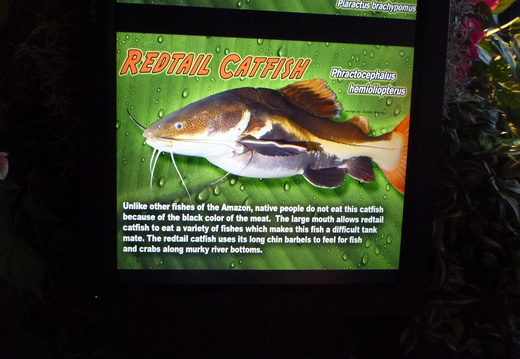 Redtail Catfish information