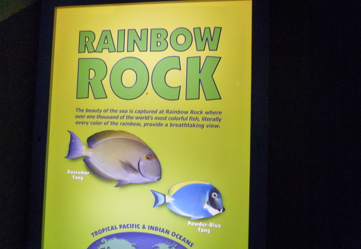 Rainbow Rock information