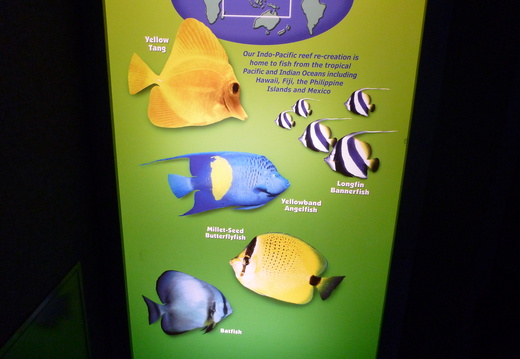 Fish identification in Rainbow Rock