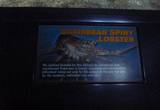 Caribbean Spiny Lobster information