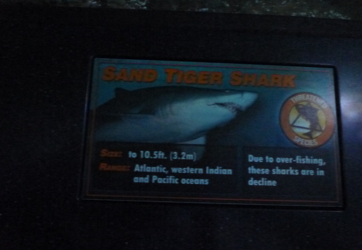 Sand Tiger Shark information