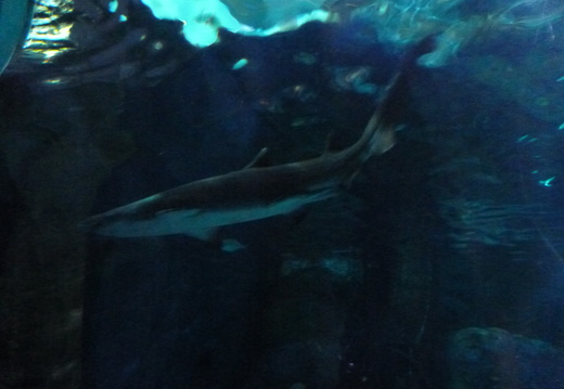 Side view of a sand tiger shark