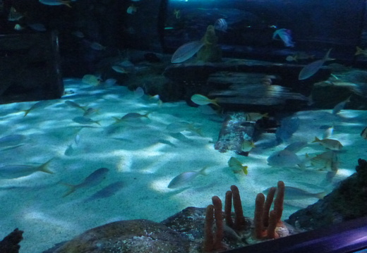 White and yellow fish in the shark tank