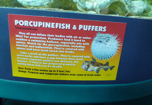 Porcupinefish and Puffers information