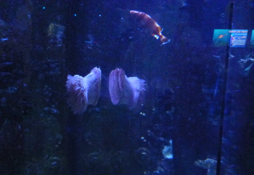 Sea anemone on the tank wall
