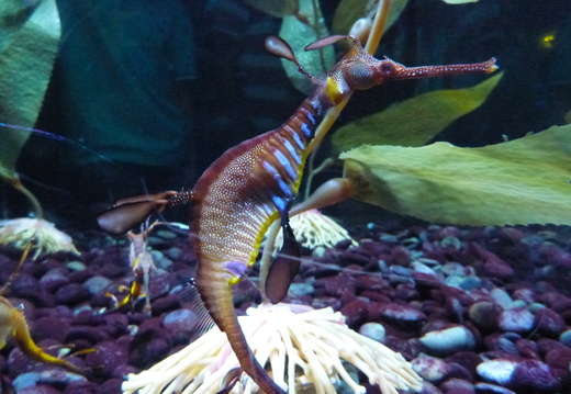 Dragon Seahorse