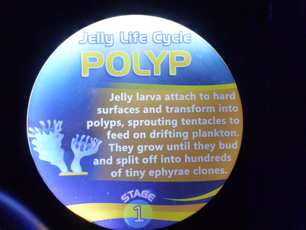 Jellyfish Life Cycle: Polyp
