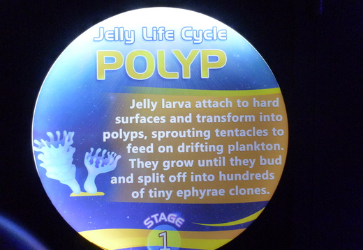 Jellyfish Life Cycle: Polyp