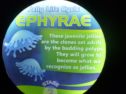 Jellyfish Life Cycle: Ephyrae