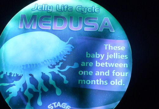 Jellyfish Life Cycle: Medusa