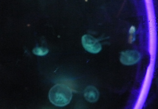 Jellyfish Medusa