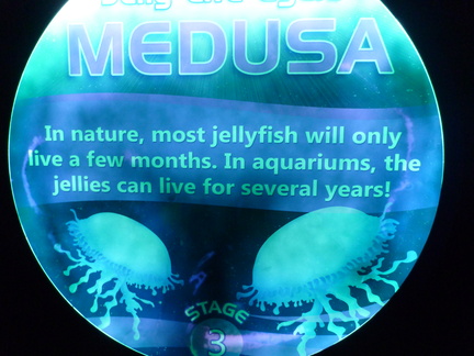 Jellyfish Life Cycle:Medusa part 2