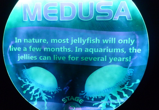 Jellyfish Life Cycle:Medusa part 2