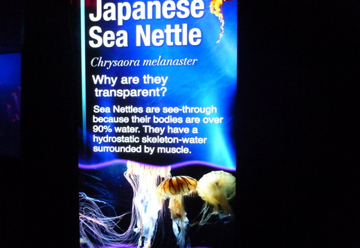 Japanese Sea Nettles Information