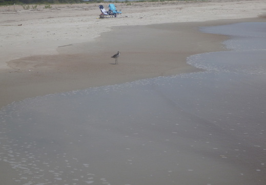 The sandpiper is watching the waves.