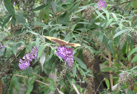 Diana Fritillary butterfly