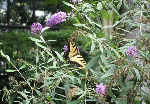 Another view of the Tiger Swallowtail Butterfly