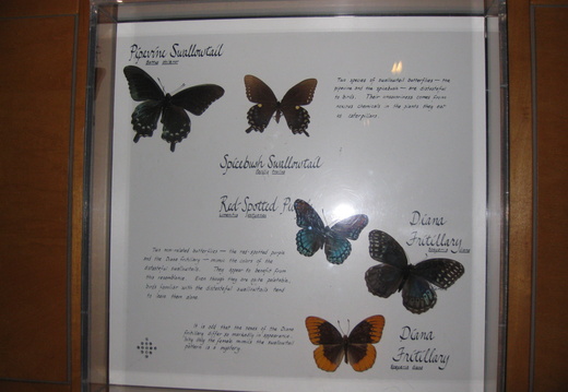 Butterfly identification guide