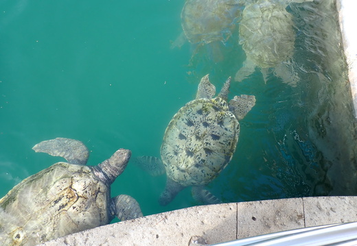 Average age of these turtles is 30 yrs old