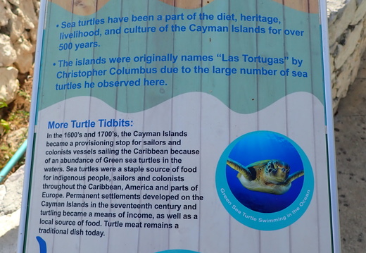 Heritage of the turtles