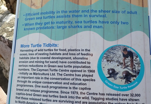 Conservation of the turtles
