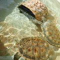 This group of turtles are around 20 yrs old
