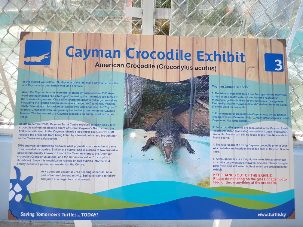 Cayman Crocodile Exhibit