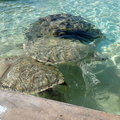 Slightly younger turtles...under 20 yrs old.