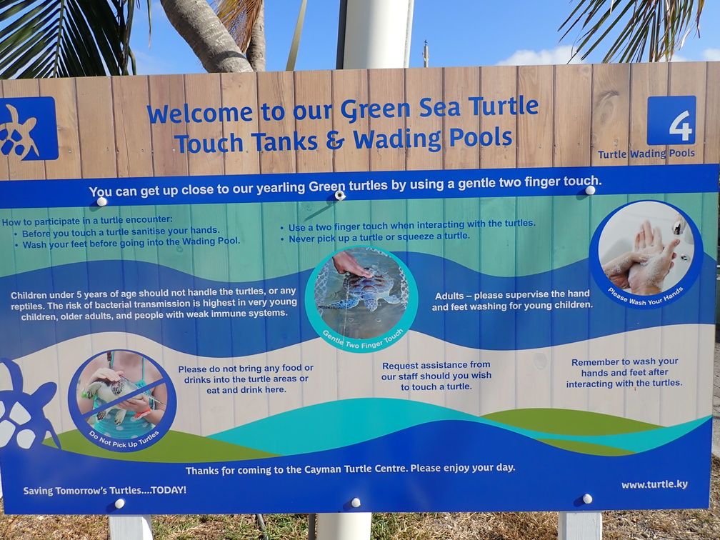 Rules for touching the turtles