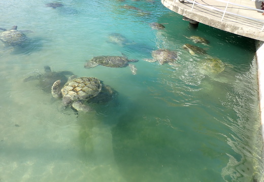 Lots of turtles in the Breeding Pond!