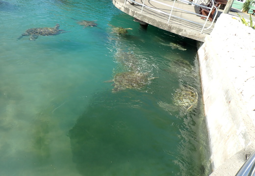 They can swim under the platform we started our tour on.