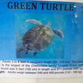 Green Turtle Facts