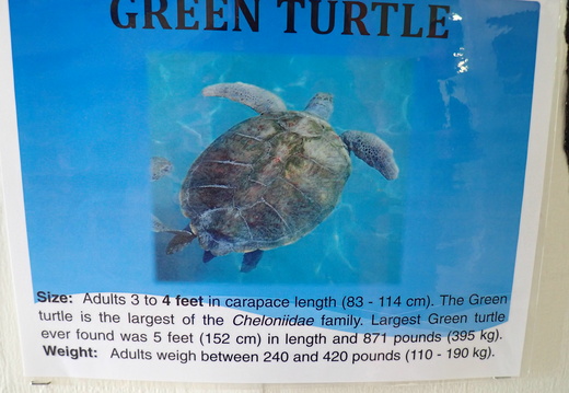 Green Turtle Facts