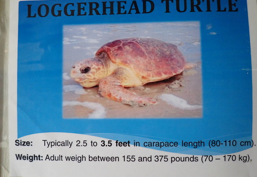 Loggerhead Turtle Info
