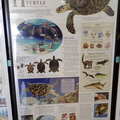 Life of a Hawksbill Turtle