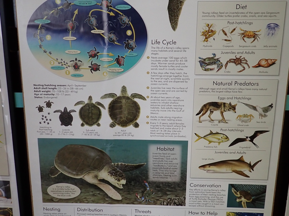 Life of a Kemp's Ridley Turtle