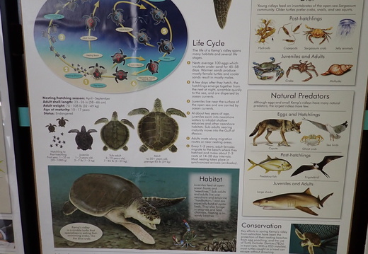 Life of a Kemp's Ridley Turtle