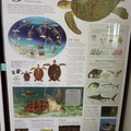 Life of a Green Turtle