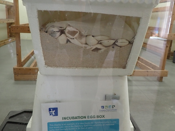 Display of how an incubator is set up