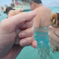Our squid to feed the stingrays