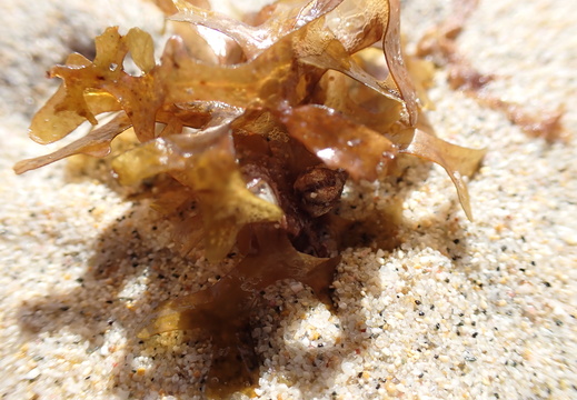 Micro view of seaweed