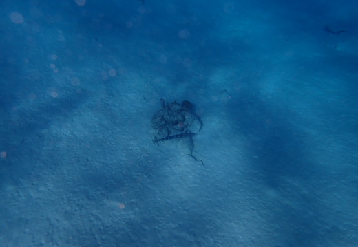 A fish near the coral rock