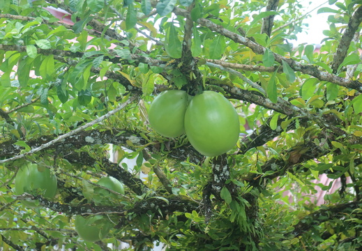 Calabash fruit