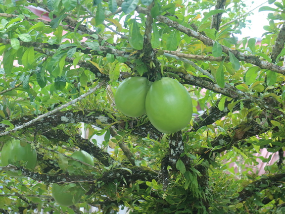 Calabash fruit