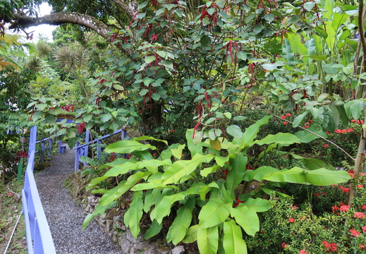 Chenille plants along the path